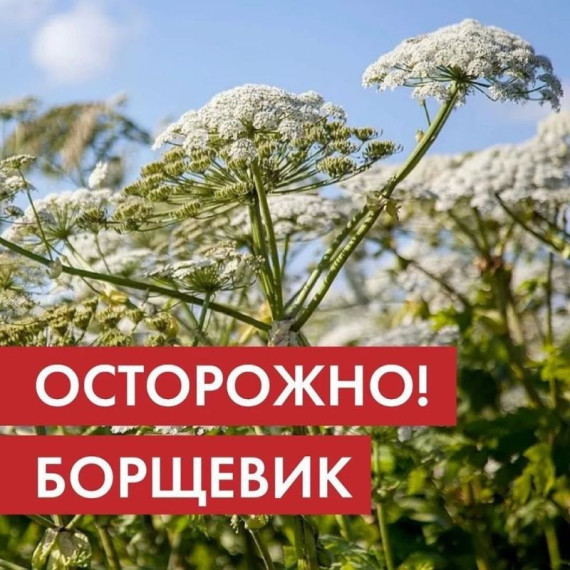 борщевик.jpg борщевик.jpg