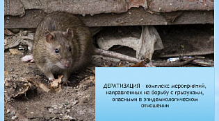 С 1 октября 2025 года в Поназыревском муниципальном округе объявлен месячник осенней дератизации